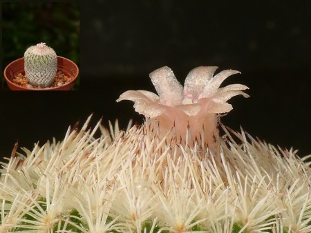 Epithelantha micromeris